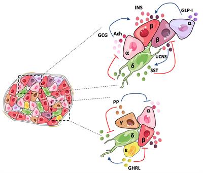 Frontiers | Cell Heterogeneity And Paracrine Interactions In Human ...